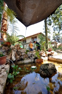 בריכת דגים 1