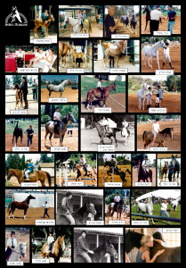 קולאג' סוסים גבעת חיים איחוד