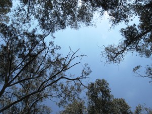 אפריל 2014 עצים ושמים יובל נקר צילם