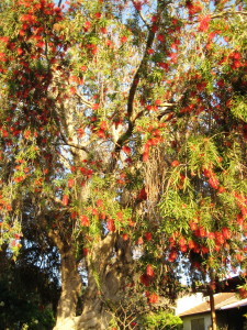 אפריל 2014 צילם יובל נקר עץ קליסטמון