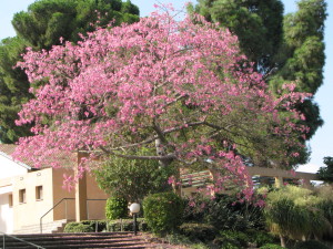 כוריזיה פורחת ליד המועדון