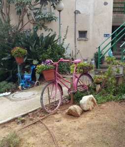 2015-12-26 אופניים פורחים בכניסה לבית של צורית לוי