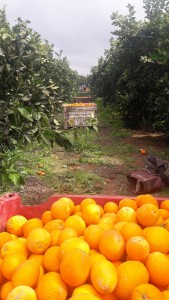 20160220_איריס ברגר צילמה משימת בר מצווה בפרדס קבוצת מנגו    (24)