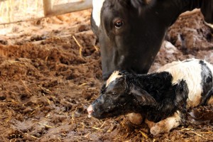אורי לין צילם ברפת אחרי המלטה 2016