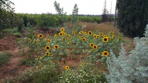 20160412_פריחה גן אסף צילמה היידי עפרון