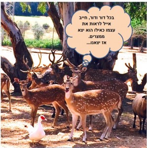 איילים בלגעת בחיות