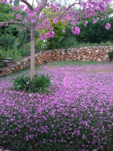 בחצר של יניב אופיר