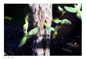 דררות צילמה אפרת אשל 2016