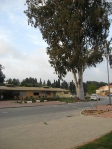 אקליפטוס ענק שורק בלוז כנעני