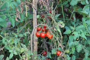 %d7%aa%d7%9e%d7%95%d7%a0%d7%941