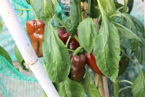 %d7%aa%d7%9e%d7%95%d7%a0%d7%9410