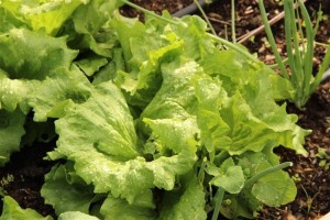 %d7%aa%d7%9e%d7%95%d7%a0%d7%942