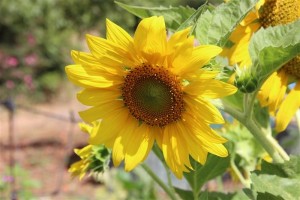 %d7%aa%d7%9e%d7%95%d7%a0%d7%949