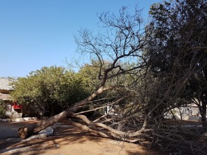 2017 צילם יוסי רום (1)