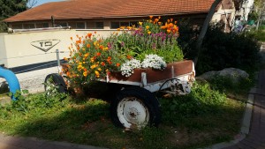 צילמה היידי עפרון (4)