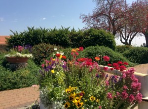 פריחה 2017 אביב צילם אמיר שילה (1)