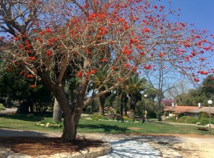 פריחה 2017 אביב צילם אמיר שילה (3)