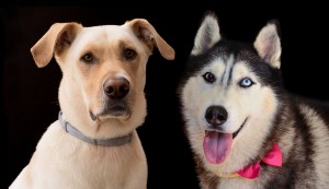 הכלבים של ים סיטון 2017