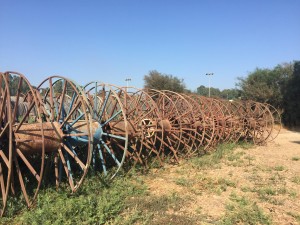 פרדס 2017 צילמה ענת אופיר