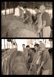 תמונת שחזור 2017 רפת