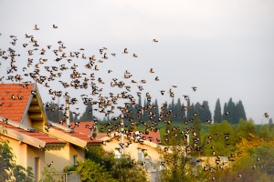אפרת אשל ציפורים 2017