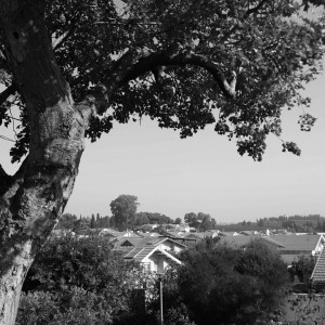 חצר הקיבוץ 2017 - אלמוגן (4)