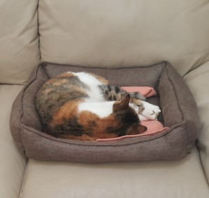 בית ראובן ודבורלה פיינברג 2017 צילמה היידי עפרון (37)