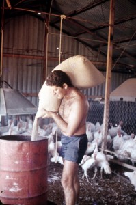 דוד קראוס, הודייה Givat-Aslide_499