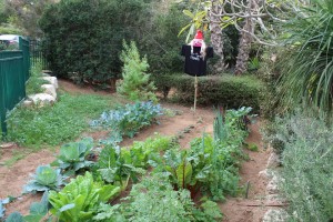 דחליל עמית תירוש