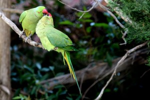 דררות אפרת אשל