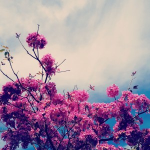 סמדר כרמל (2)