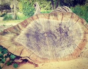 סמדר כרמל עץ