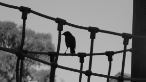 קיבוץ בשחור לבן זאן שילר 2017 (19)