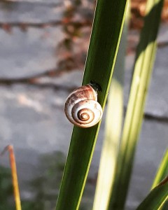 שבלול סמדר כרמל