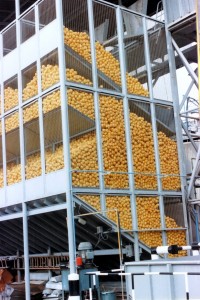 6112013_מחסני הפרי כל סוג מאוכסן ונסחט בנפרד