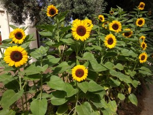 חמניות בקיבוץ 2018 צילמה עדנה ארזי