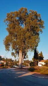 אקליפטוס 2018 צילם יוס רום