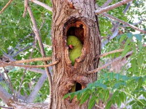 עדנה ארזי 2018 דררה