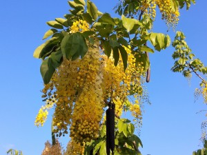 עדנה ארזי 2018 פריחה כסיה