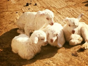 לגעת בחיות 2018