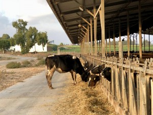 רפת, אפרת אשל 2018