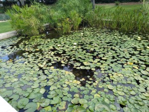 בריכות נוי חדרה 2018 (1)