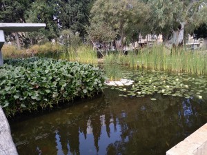 בריכות נוי חדרה 2018 (2)