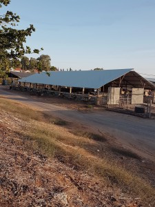 רפת סככה חדשה 2018