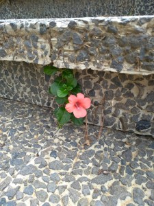 הרך מנצח רוני פולק צילם 2018