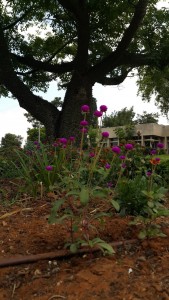 פריחה חדר האוכל 2018