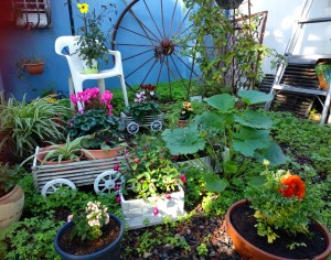 דבורה עמלי2