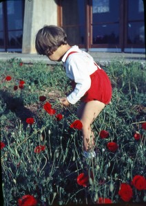 שיקופיות אלי ורפל 027