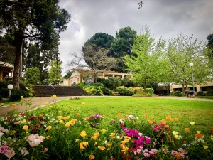 קיבוץ גבעת חיים איחוד 2019 פריחה צילמה אפרת אשל