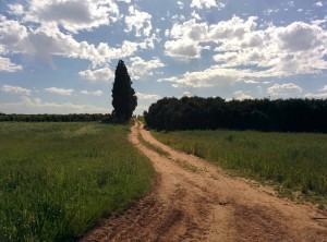 f5_כמה יפה העמק שלנו, צילם אמיר שילה 2015 (4)